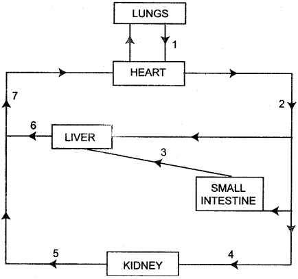 434x407 Icse Solutions For Class 10 Biology - Circulatory System Sketch