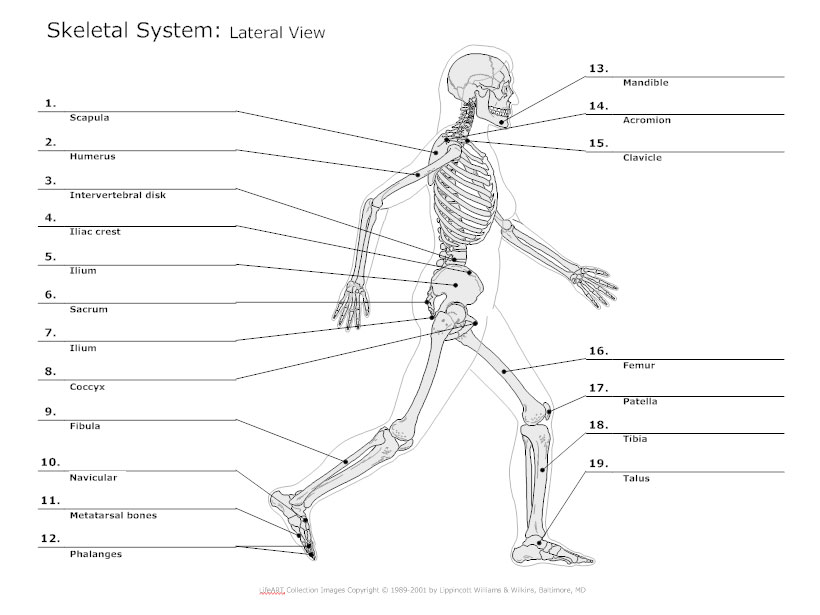 820x615 Labeled Skeletal System Diagram - Circulatory System Sketch