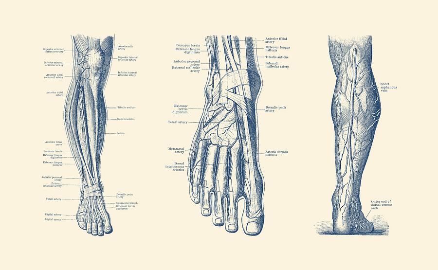 900x555 Multi View Leg Diagram - Circulatory System Sketch