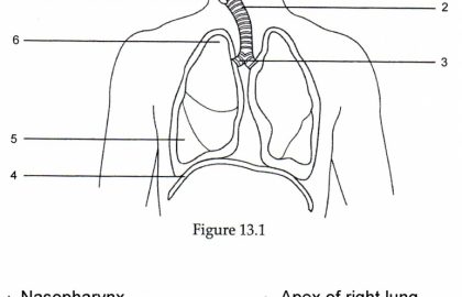420x270 Simple Diagram Of Respiratory System - Circulatory System Sketch