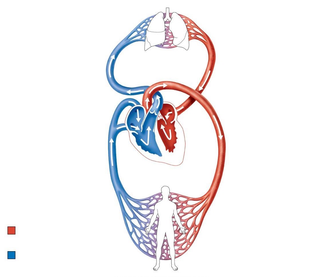 Circulatory System Sketch at PaintingValley.com | Explore ...