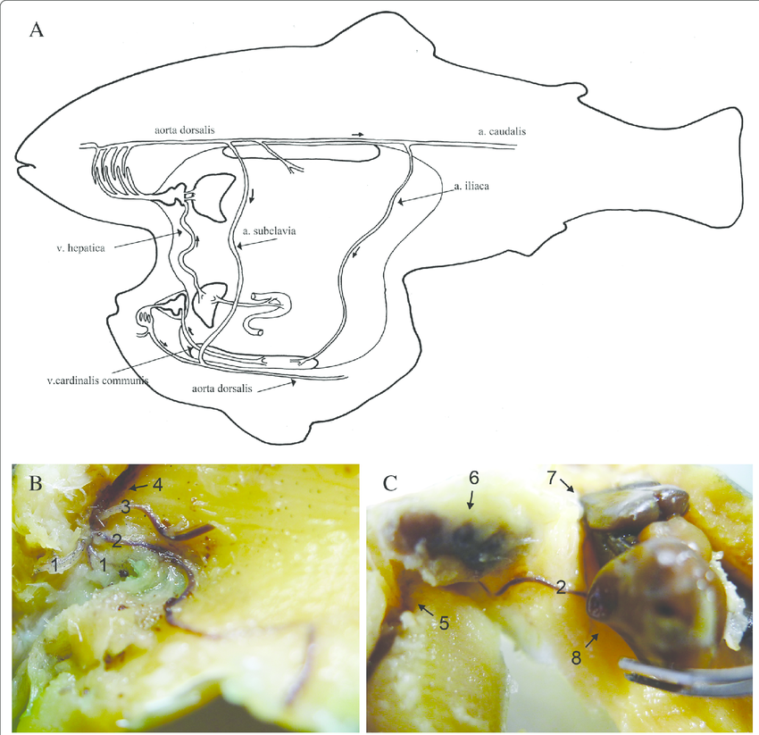 850x823 A Schematic Drawing Of The Joint Circulatory System Between - Circulatory System Sketch