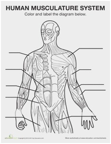 230x297 Body Systems Diagram Astonishing Circulatory System Anatomy - Circulatory System Sketch