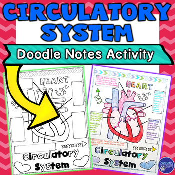 350x350 Circulatory Cardiovascular System Sketch Notes Graphic Organizer - Circulatory System Sketch