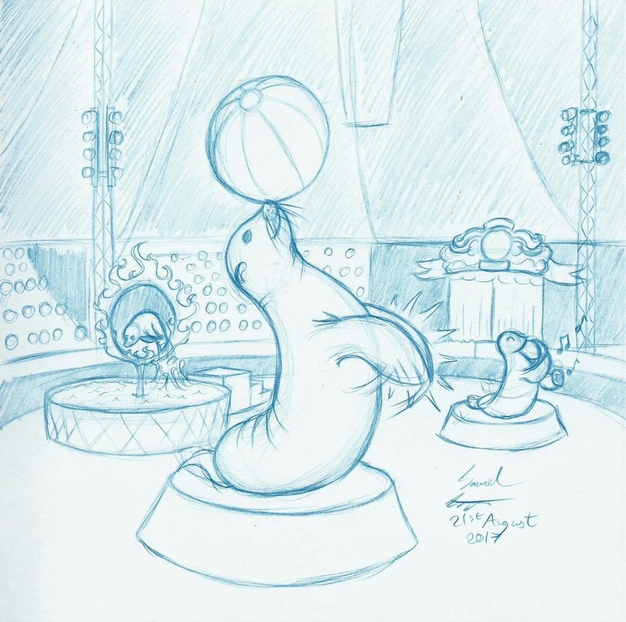 897x891 Seal Circus - Circus Sketch