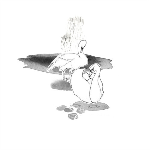 498x498 Claddagh Swans By Siobhan Mcnutt - Claddagh Sketch