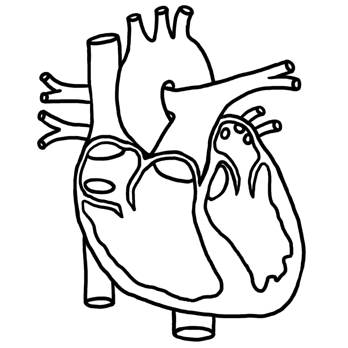 1200x1200 Easy Heart Diagram To Draw Human Heart Sketch Diagram Free - Clip Sketch