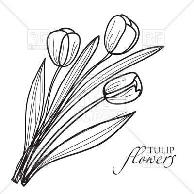 400x400 Bouquet Of Tulips In Sketch Style Vector Image Vector Artwork Of - Clip Sketch