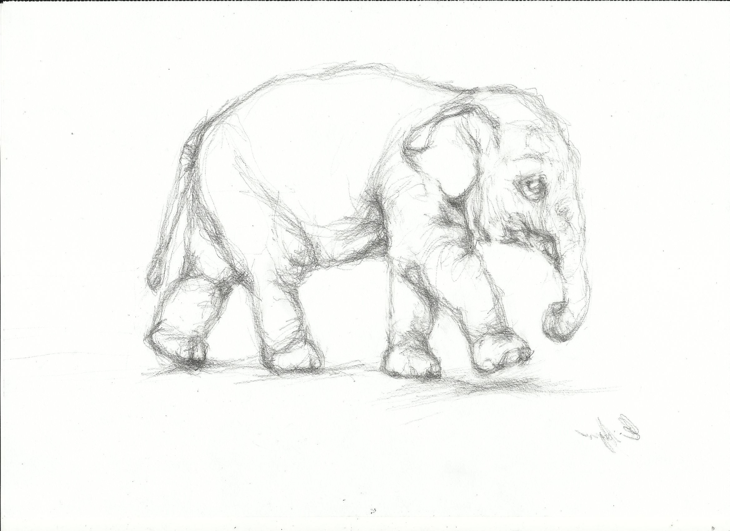2338x1700 Easy Pencil Drawings Of Animals Easy Pencil Sketches Of Animals - Cloud Pencil Sketch