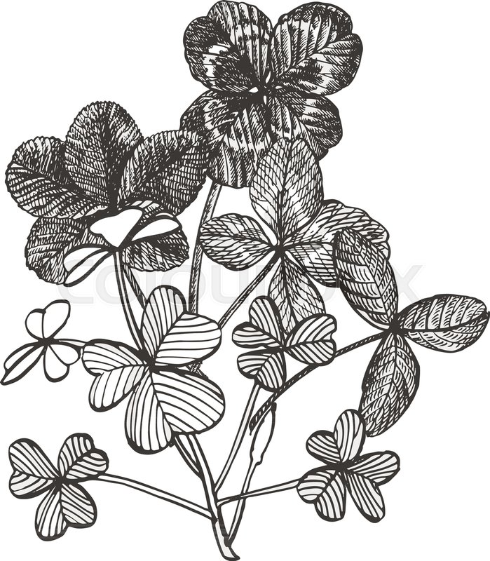 699x800 Clover Vector Compositions. Isolated Wild Plant And Leaves On - Clover Sketch