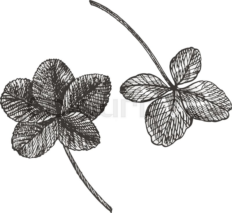 800x735 Clover Vector Set. Isolated Wild Plant And Leaves On White - Clover Sketch
