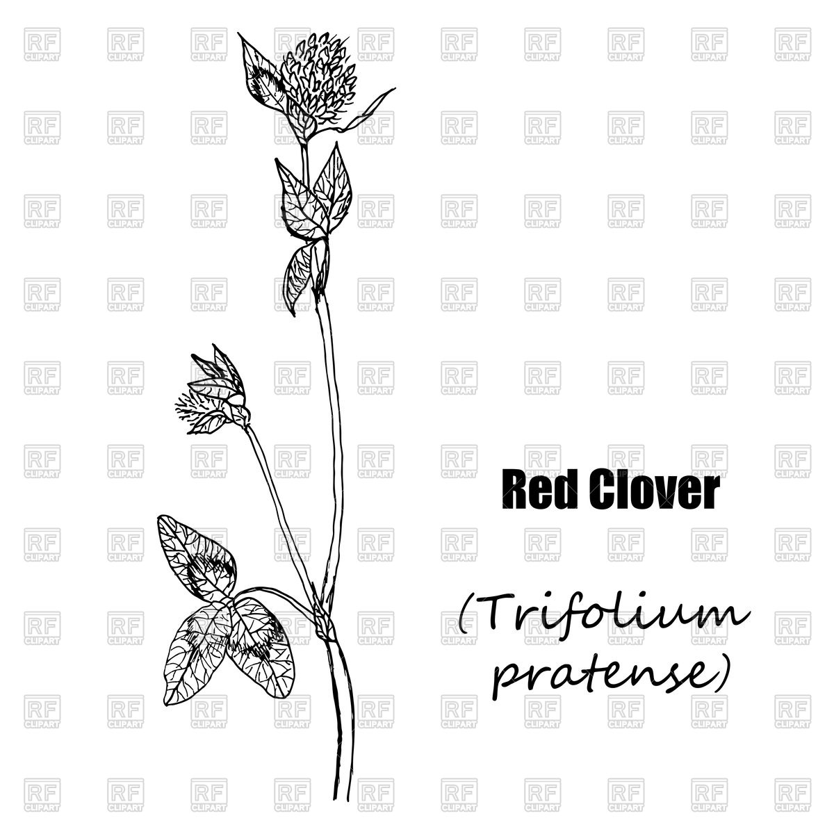 1200x1200 Red Clover Sketch - Clover Sketch