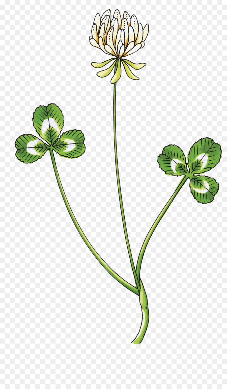 900x1540 White Clover Petal Drawing Trifolium Wormskioldii - Clover Sketch