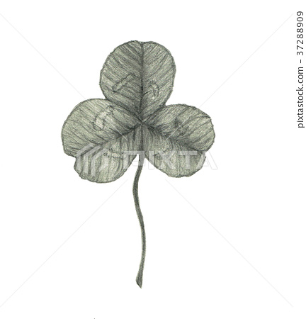 432x450 Clover, Pencil Sketch, Leaf - Clover Sketch