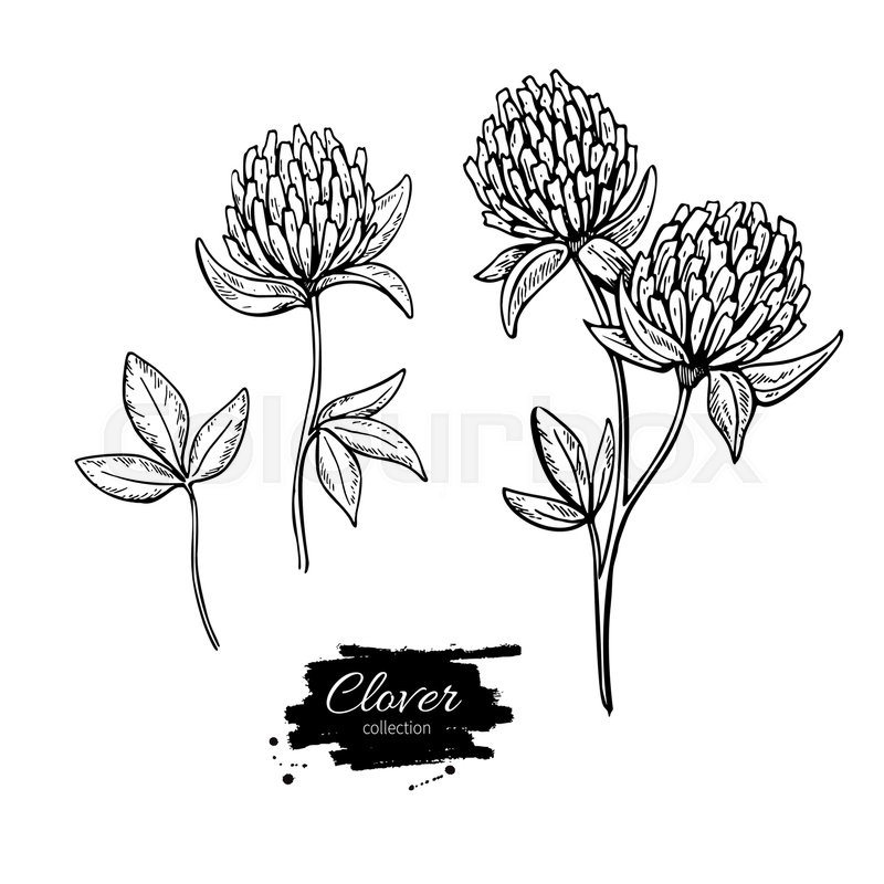 800x800 Clover Flower Vector Drawing Set. Isolated Wild Plant And Leaves - Clover Sketch