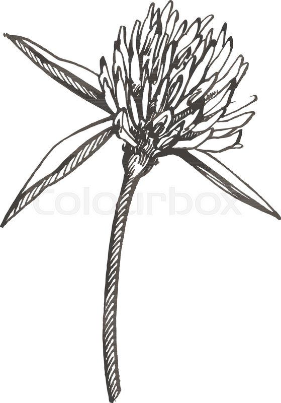559x800 Clover Flower Vector Set. Isolated Wild Plant And Leaves On White - Clover Sketch