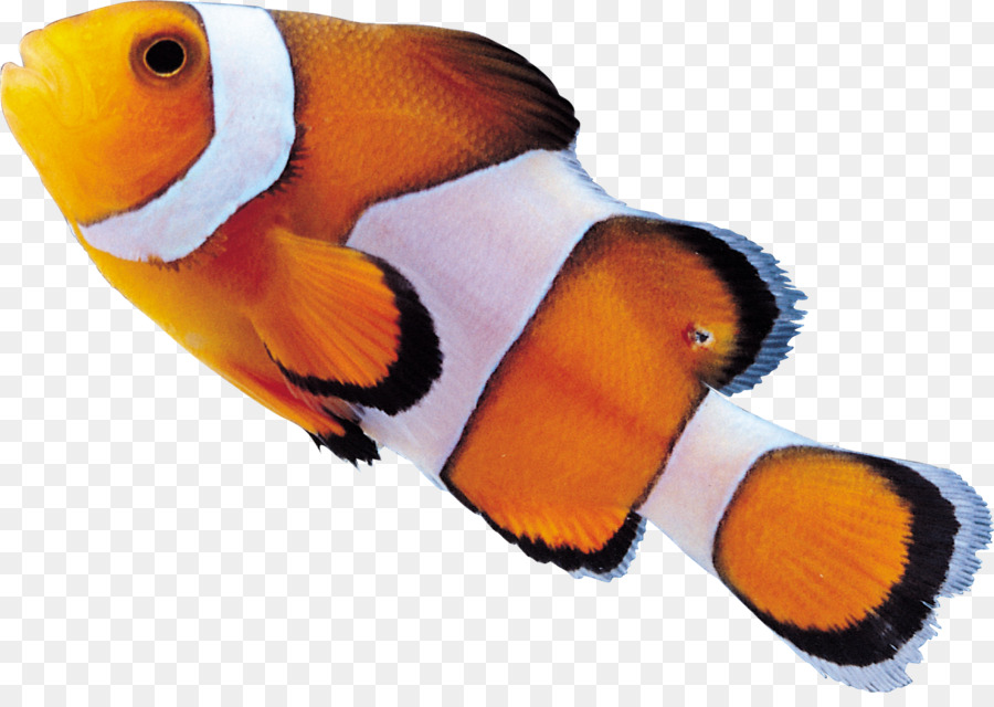 900x640 Clownfish Drawing Clip Art - Clown Fish Sketch