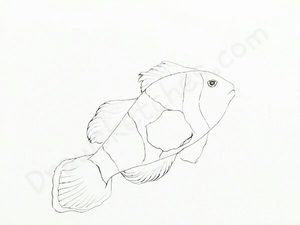 600x450 How To Draw A Clownfish In A Few Easy Steps With Pictures - Clown Fish Sketch
