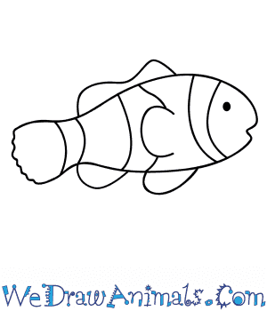 300x350 How To Draw A Clownfish - Clown Fish Sketch