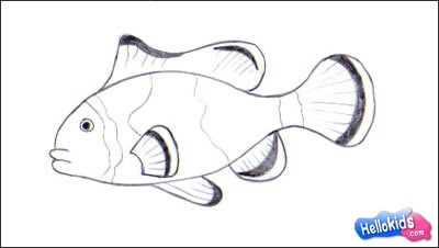 400x226 How To Draw Clownfish - Clown Fish Sketch