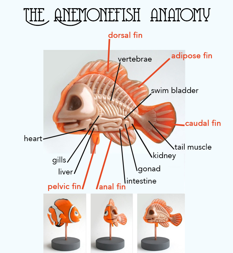 741x805 Project 3 Taa Gt.@ - Clown Fish Sketch