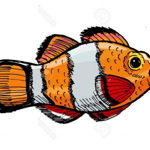 300x300 Seahorse And Clown Fish Gm Lazttweet - Clown Fish Sketch