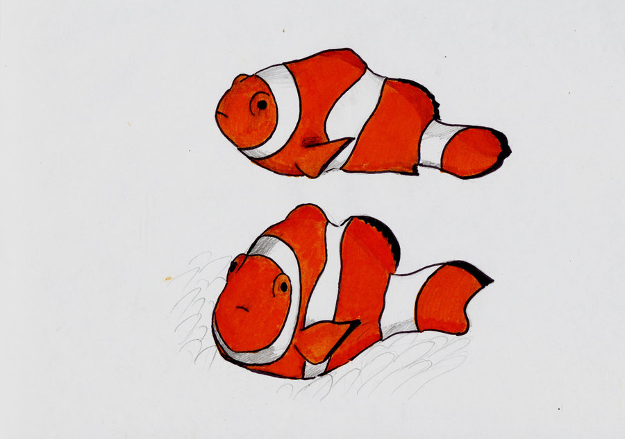 900x633 Sketch Fish By Timohuovinen - Clown Fish Sketch