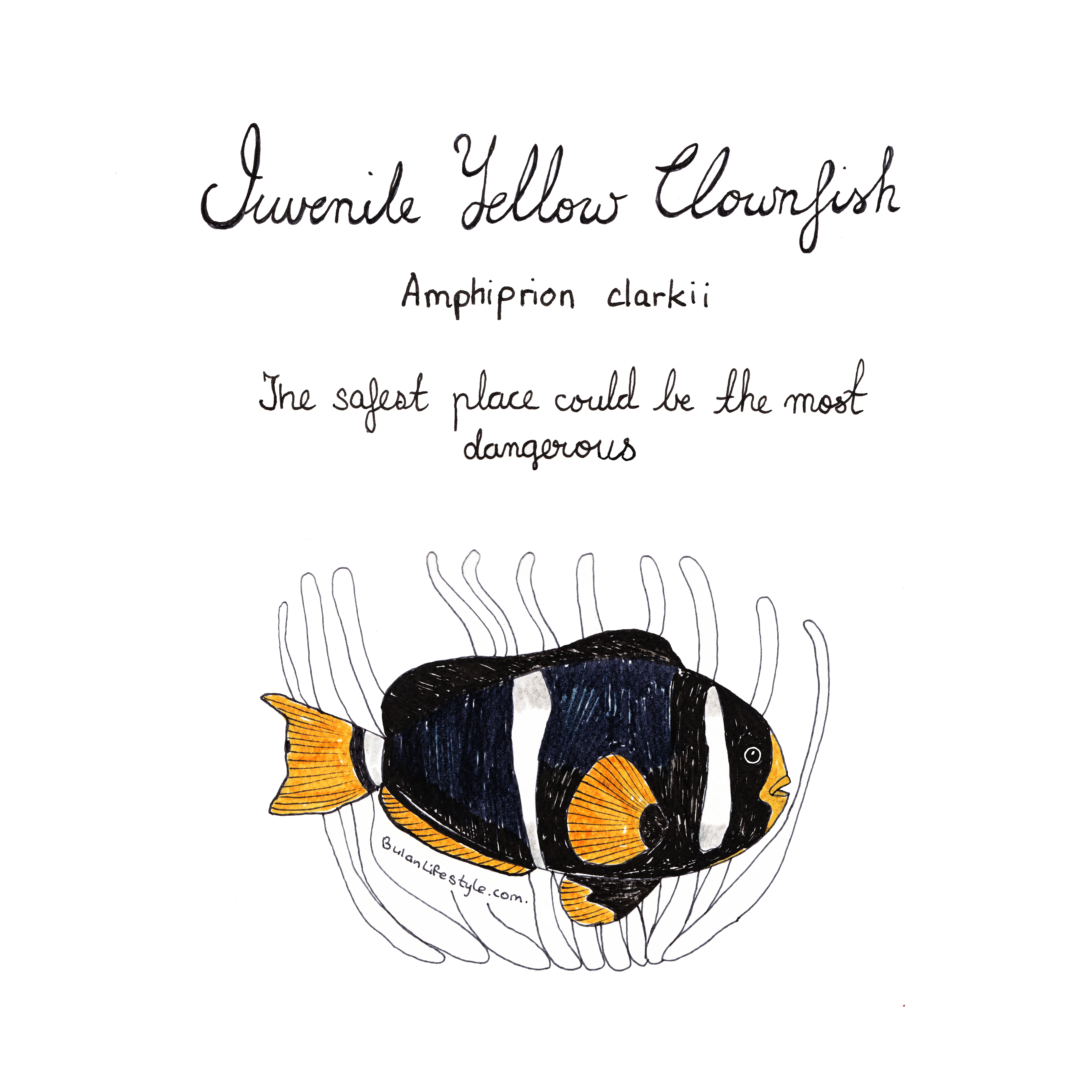 7087x7087 Sketch Of The Day No 179 Clownfish (Amphiprioninae - Clown Fish Sketch