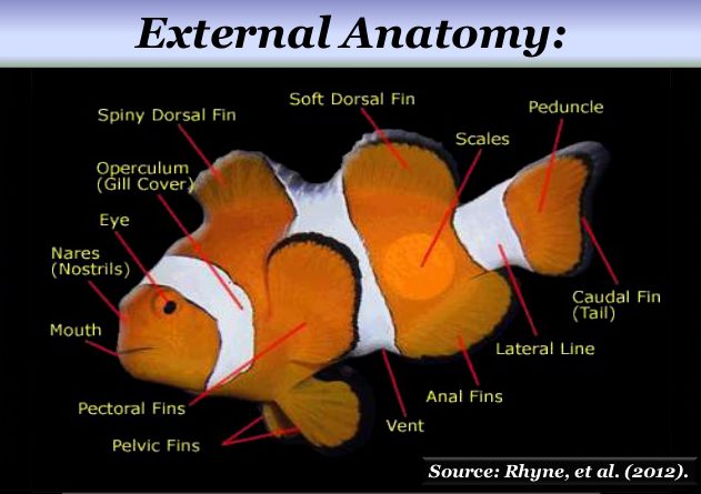 631x445 Clown Fish Internal Anatomy - Clown Fish Sketch
