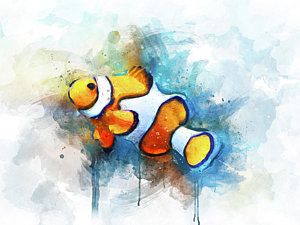 300x225 Clown Fish Posters Fine Art America - Clown Fish Sketch