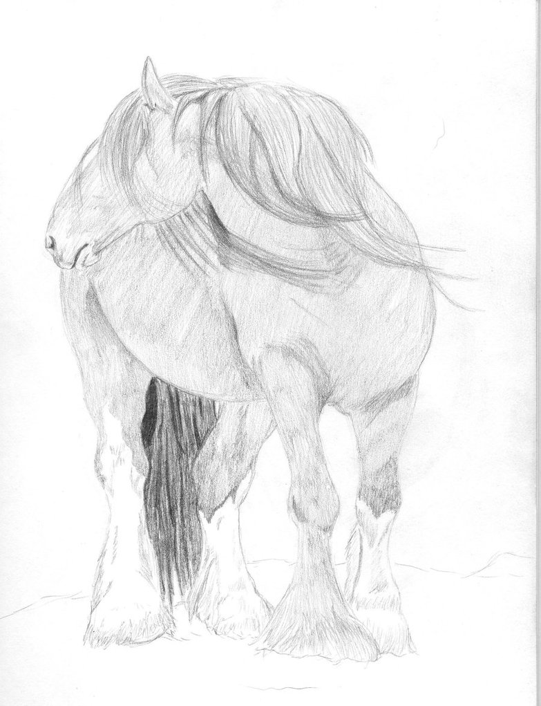783x1021 Clydesdale Sketch By Miasaurusrex90 - Clydesdale Sketch