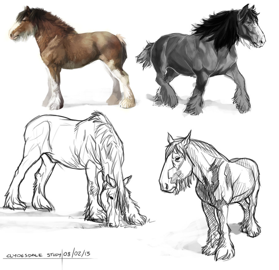 Clydesdale Sketch at Explore collection of