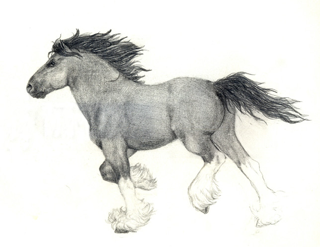 644x497 Clydesdale By 7kadja7 - Clydesdale Sketch