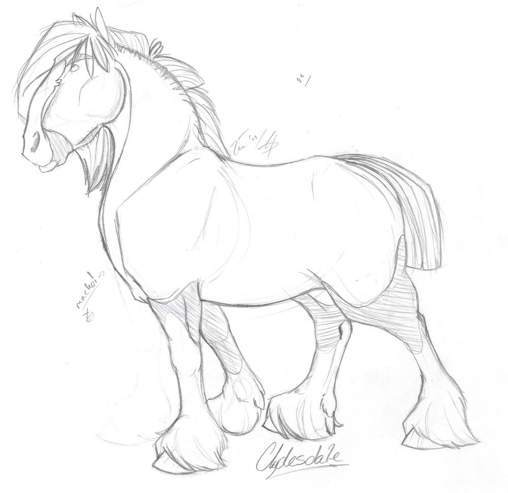 1000x970 Clydesdale Sketch By Taa Lol - Clydesdale Sketch