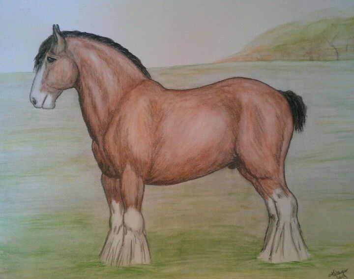 720x567 Clydesdale Sketch In Pencil And Watercolor By K. Meyer - Clydesdale Sketch