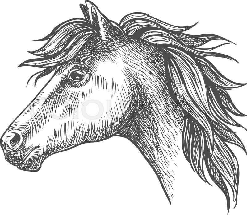 800x698 Profile Of Heavy Farm Horse Isolated Sketch Icon Of Clydesdale - Clydesdale Sketch