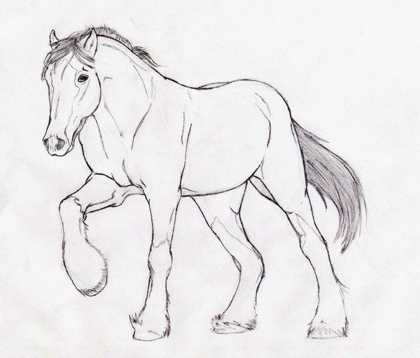 600x512 Clydesdale Horse Outline - Clydesdale Sketch