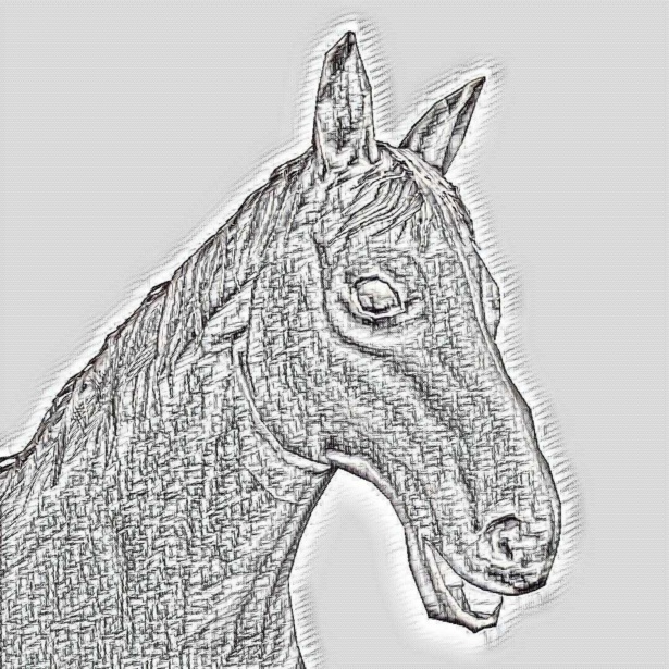615x615 Clydesdale Horse Head Free Stock Photo - Clydesdale Sketch