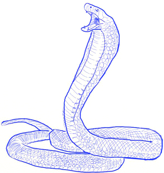 332x350 How To Draw A King Cobra Snake - Cobra Sketch