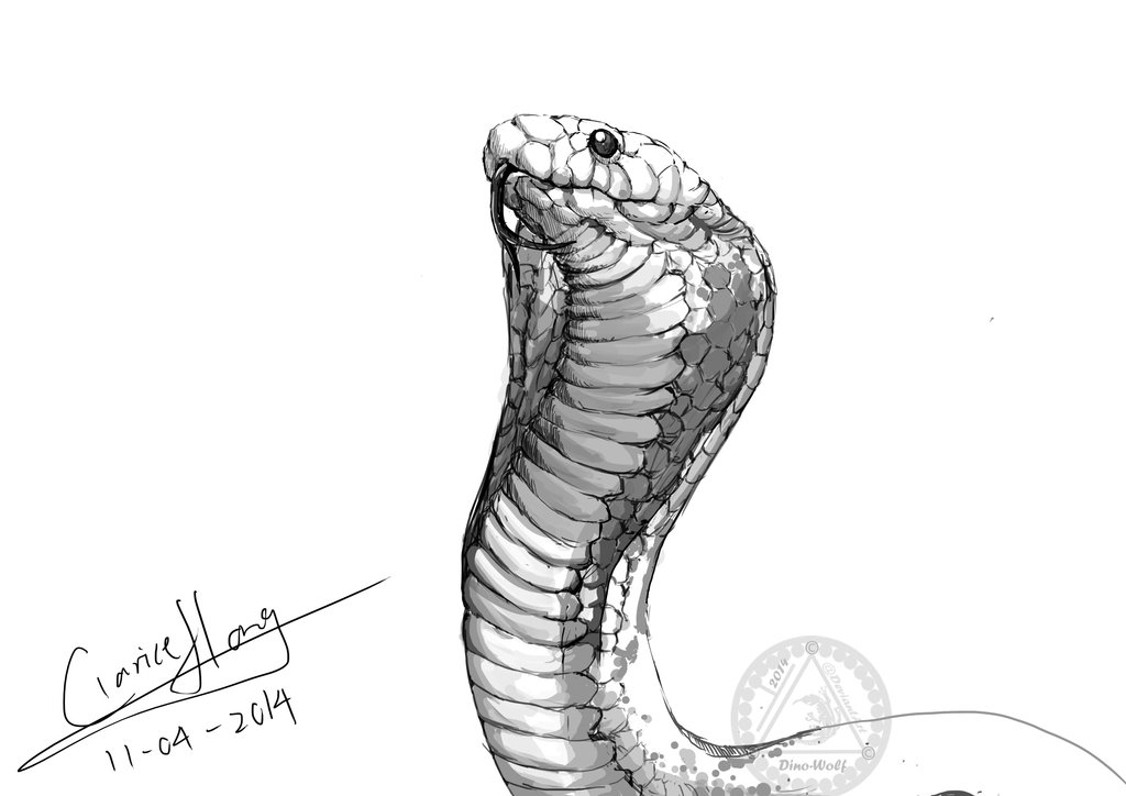 1024x724 Random Animal Sketch - Cobra Sketch