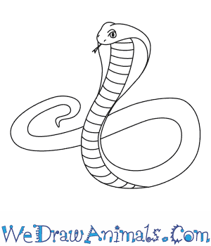 300x350 How To Draw A King Cobra - Cobra Snake Sketch