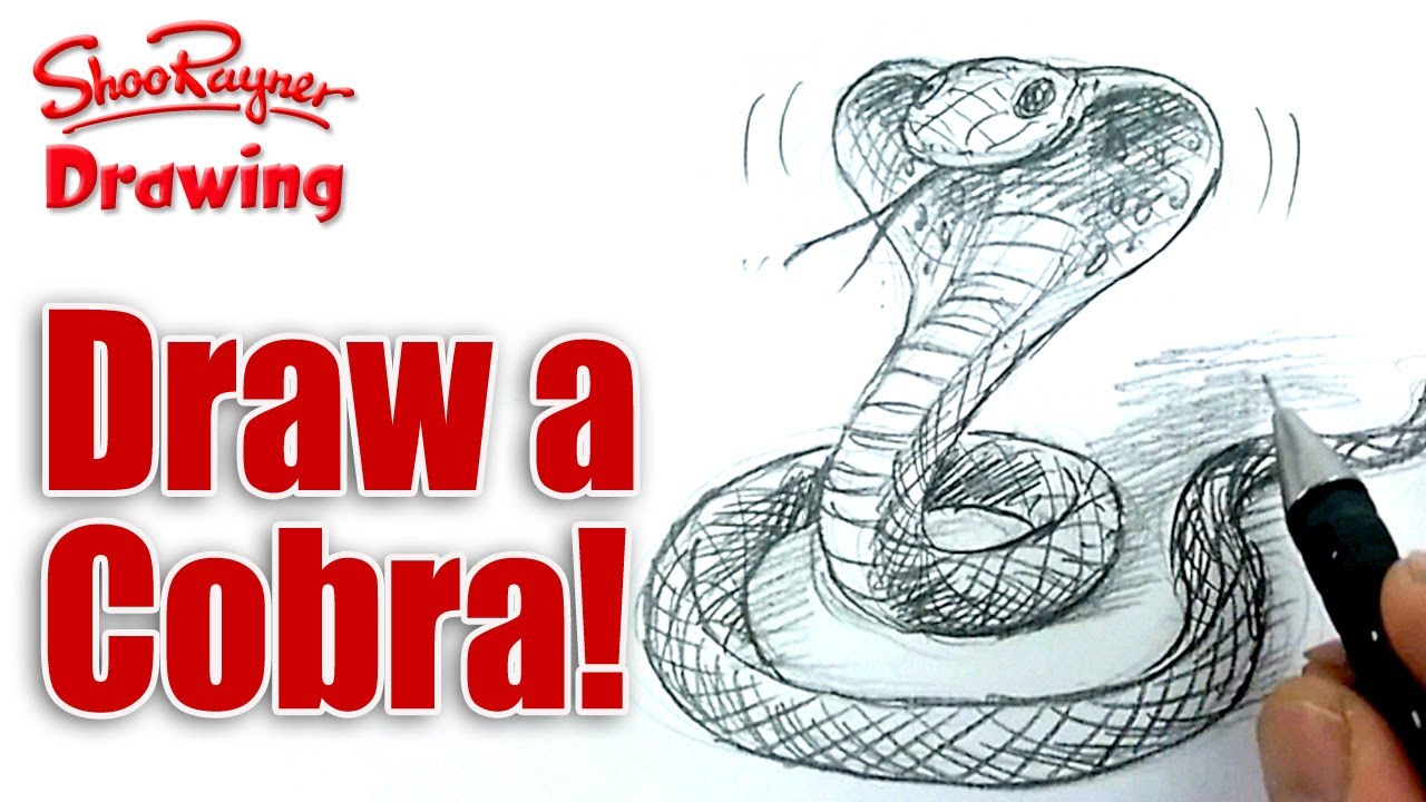 1280x720 How To Draw A Cobra Snake - Cobra Snake Sketch
