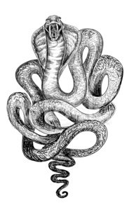 184x299 Sketch Of Cobra Snake Stock Vectors - Cobra Snake Sketch