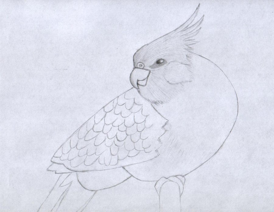 900x699 Cockatiel Sketch By Mike16r - Cockatiel Sketch
