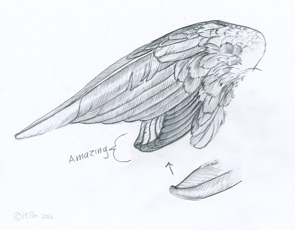1012x789 Cockatiel Wing Sketch By Reptangle - Cockatiel Sketch