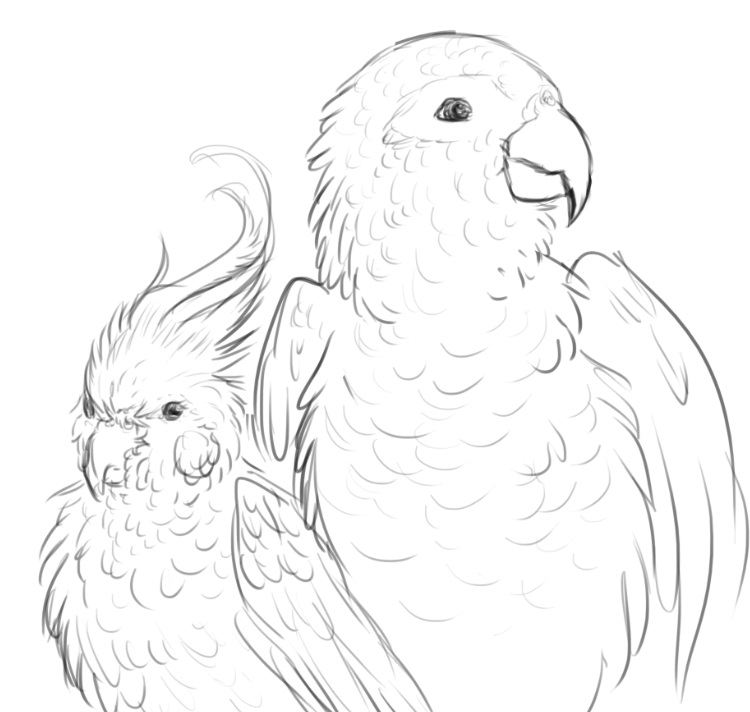 750x712 Cockatiel And African Grey Sketch - Cockatiel Sketch