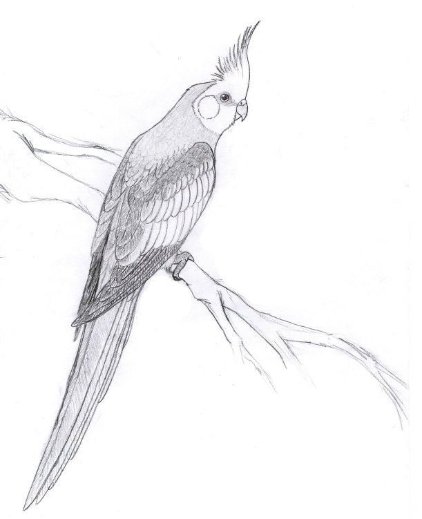 611x751 Cockatiel By Dorini Drawing - Cockatiel Sketch