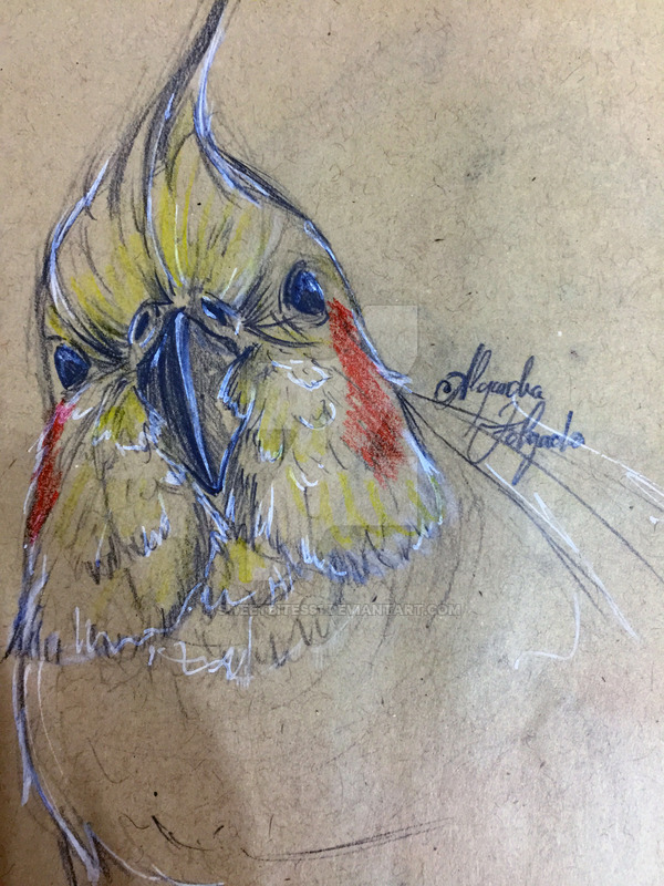 600x800 Cockatiel Sketch By Alexafv - Cockatiel Sketch