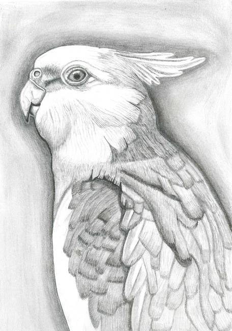 456x650 Big Jack - Cockatiel Sketch