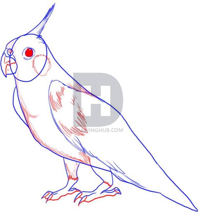 675x720 How To Draw A Cockatiel, Step By Step, Drawing Guide, By - Cockatiel Sketch
